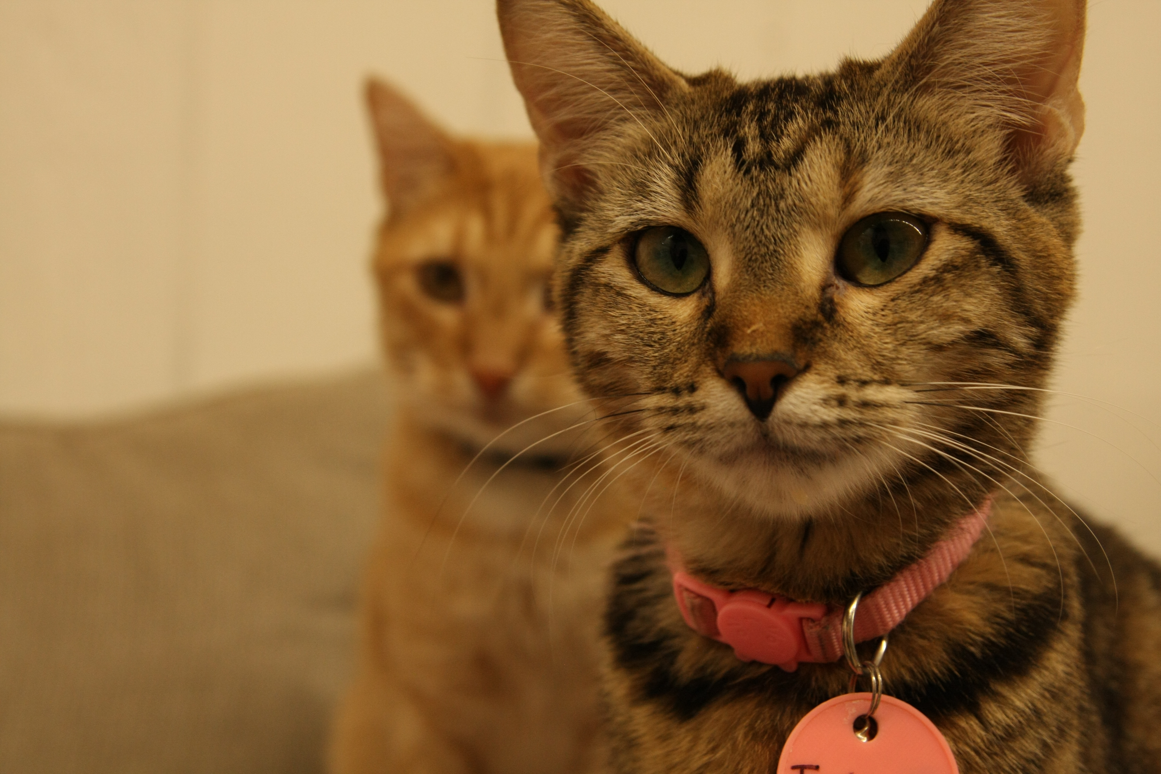 Meow and Mocha opens in Guthrie